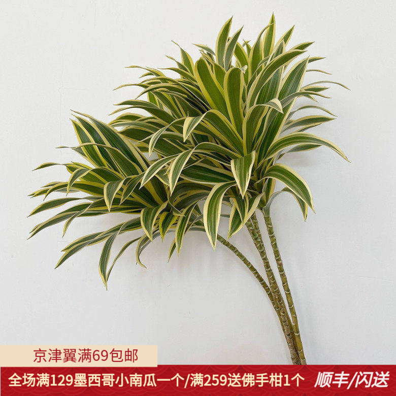 日本进口金边百合竹有氧净化空气