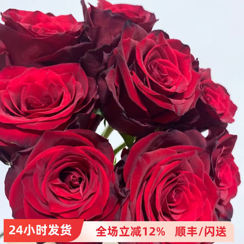 厄瓜多尔大头玫瑰暗红生日礼物