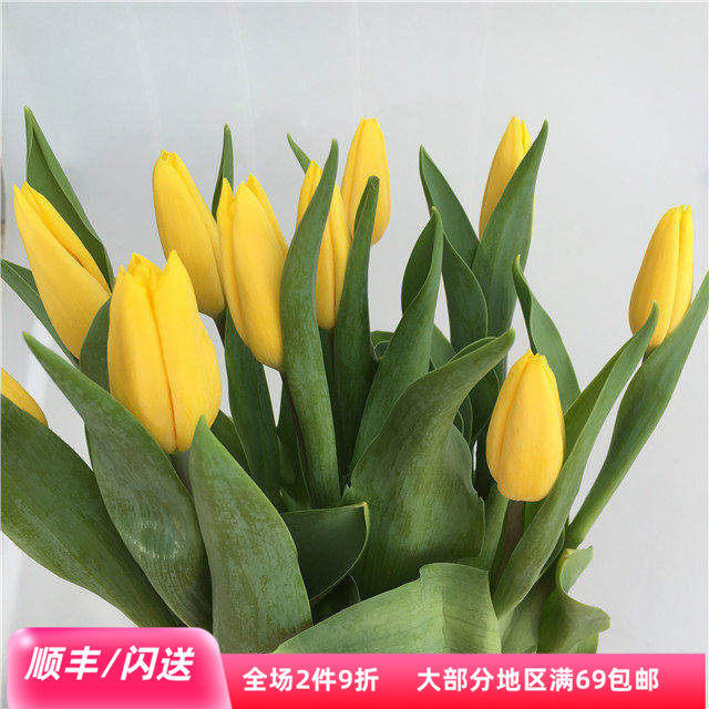 荷兰进口亮黄色郁金香家庭水养花