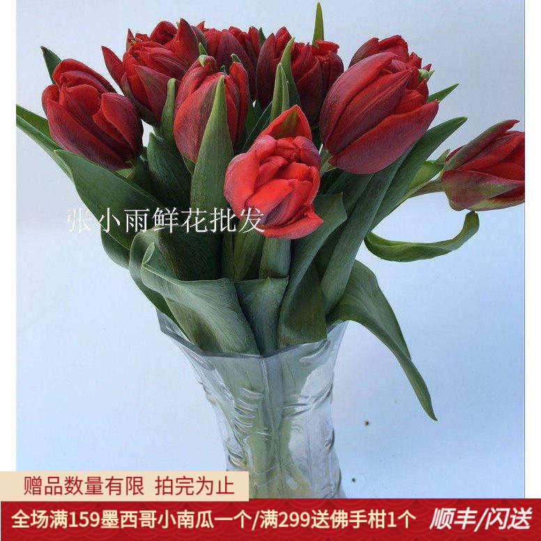 郁金香家用水养鲜花荷兰进口鲜花