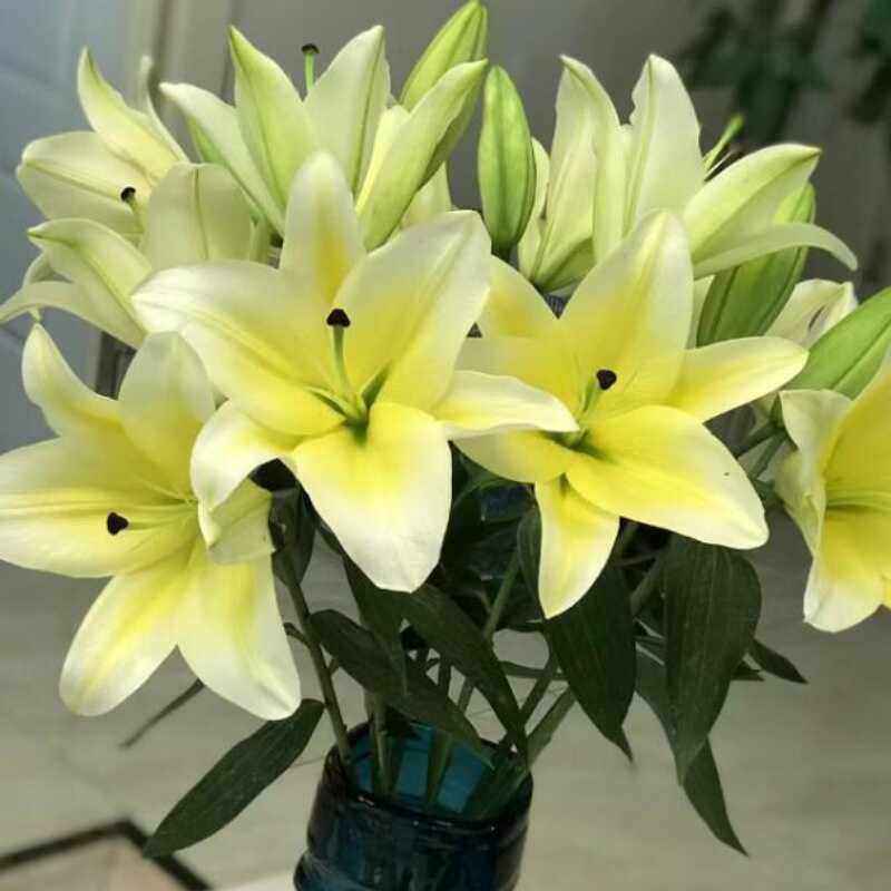 10朵黄天霸百合家用闪送鲜切花
