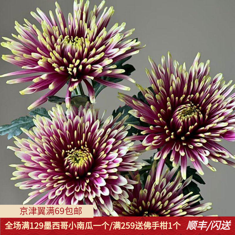 新鲜烟花菊一扎10枝大朵花期长