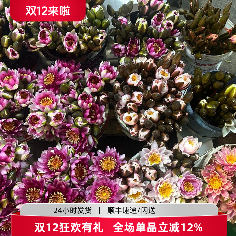 睡莲鲜切花蓝莲花香气扑鼻插花