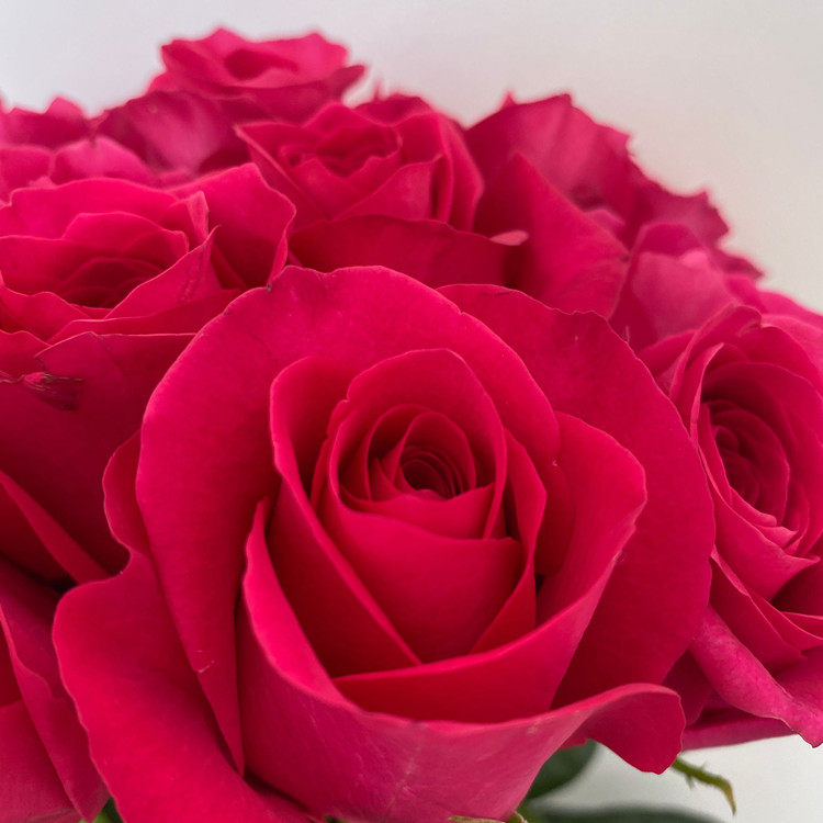 a级玫瑰直批 弗洛伊德鲜切花 大桃红花朵 家居水瓶插花 同城闪送