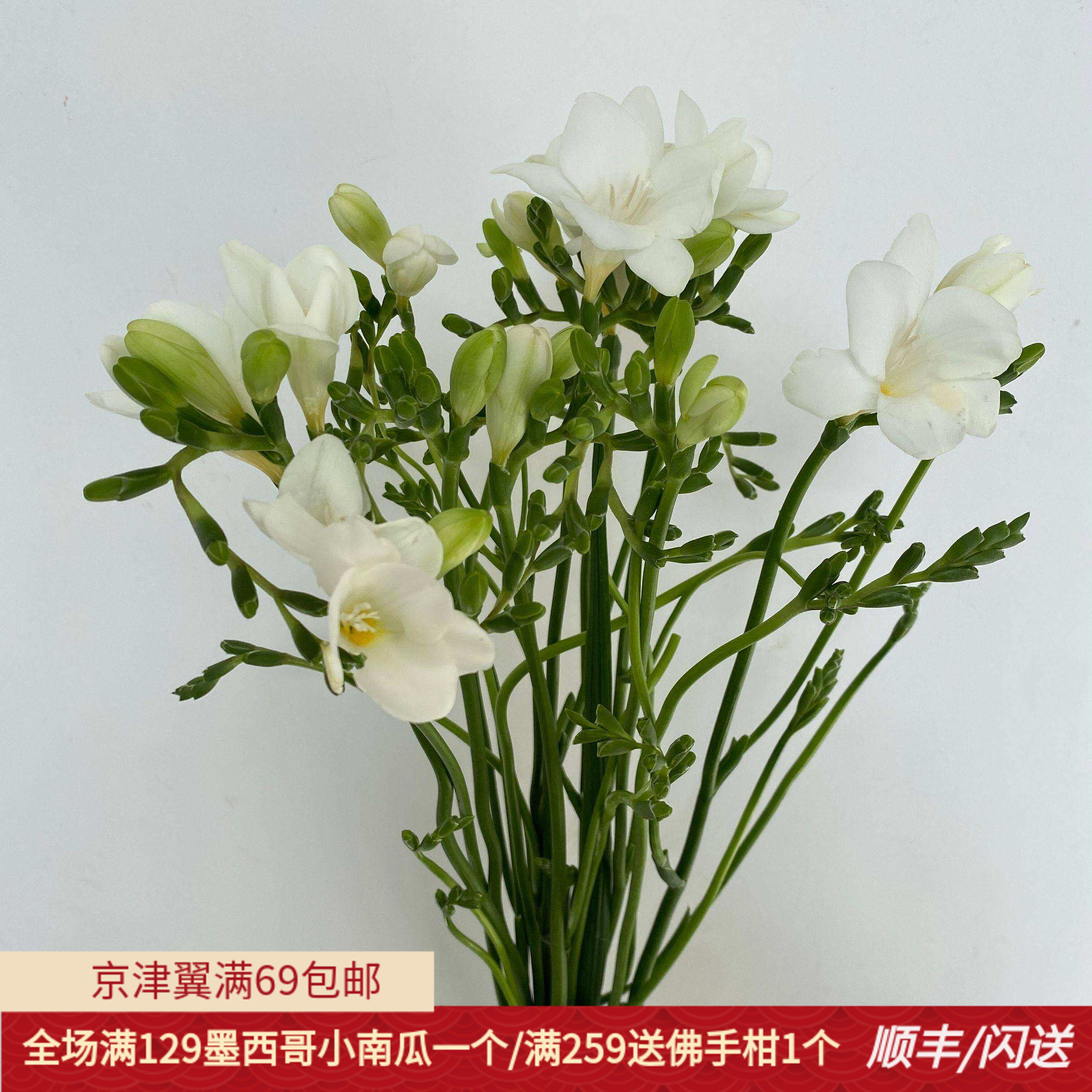进口白色苍兰花雪白花提神香雪兰