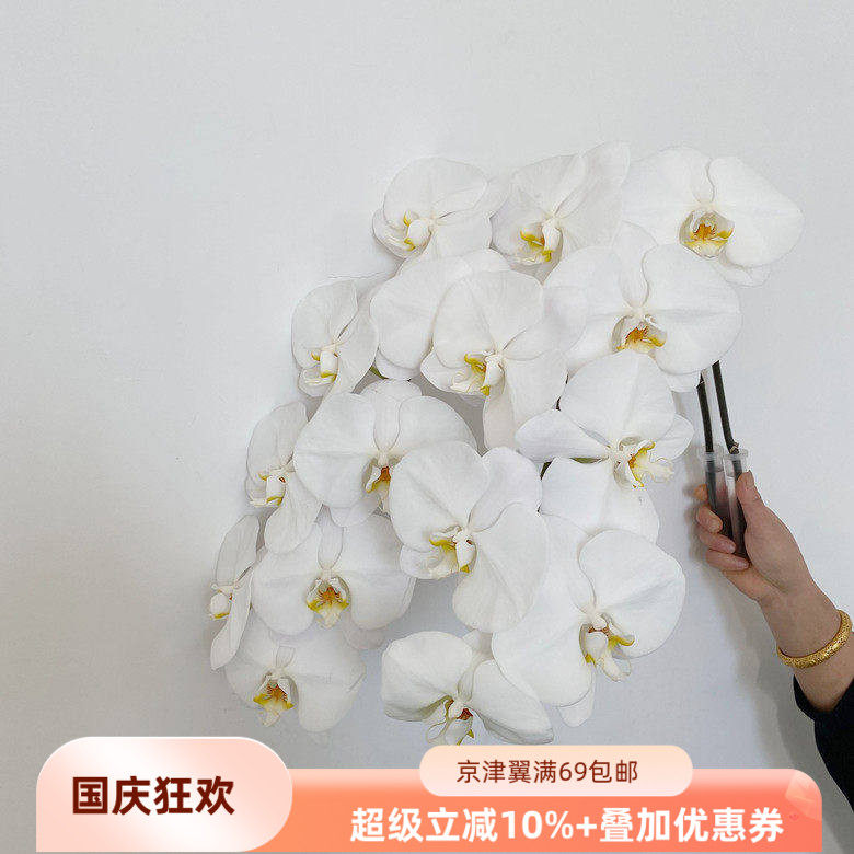 特A蝴蝶兰大朵鲜花优质出口品质