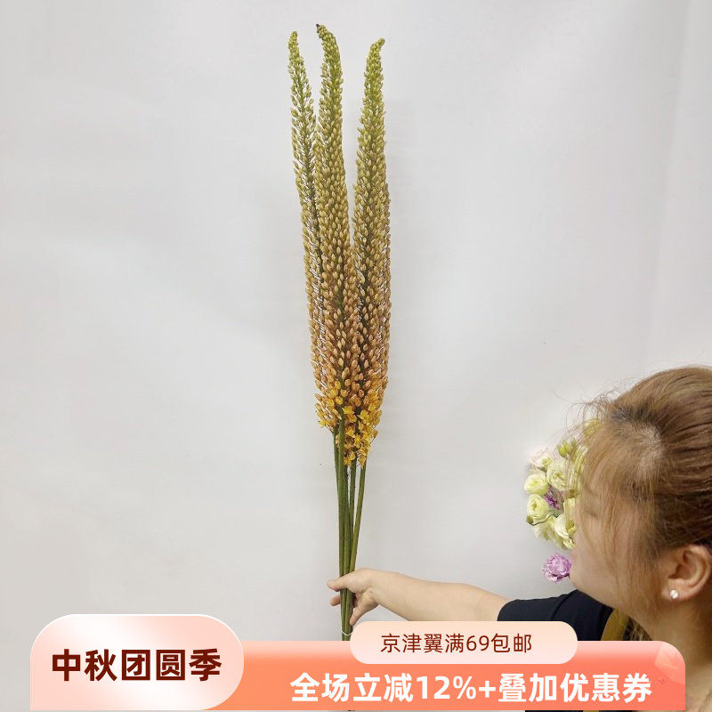 狐尾百合鲜花荷兰进口一束5枝