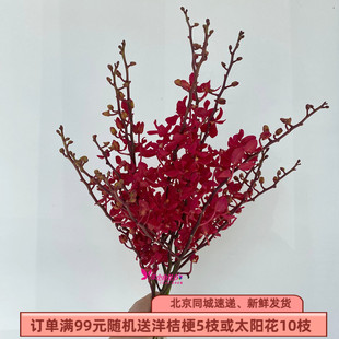 红色调 火焰兰 洋兰鲜切花一束5枝 花艺插花配色 新娘手捧配花