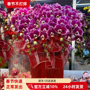 2026年宵花蝴蝶兰盆栽高端大气送礼 大型绿植金桔海棠树喜迎新春