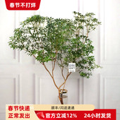 进口马醉木吊钟水培植物办公室小森林家庭观赏木本鲜切枝北京直批