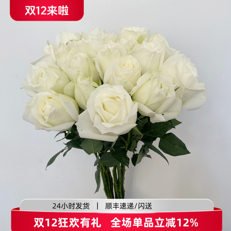 新鲜洁白玫瑰大头白色鲜花坦尼克