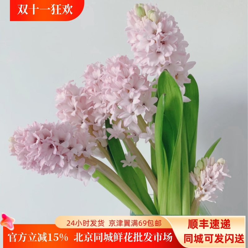 荷兰风信子粉花含苞待放婚礼手捧