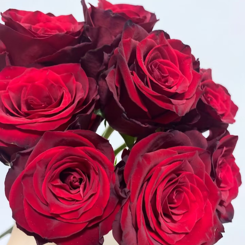 厄瓜多尔大头玫瑰暗红生日礼物