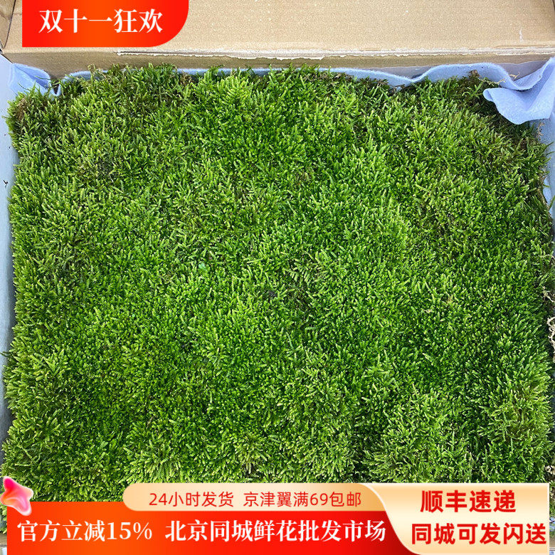新鲜苔藓微景观0.4平米一盒