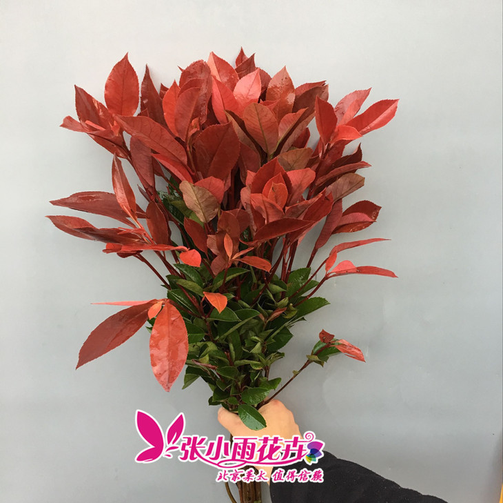 绿叶绿植大全 草花 红叶石楠木本植物  各种配花配草北京鲜花速递