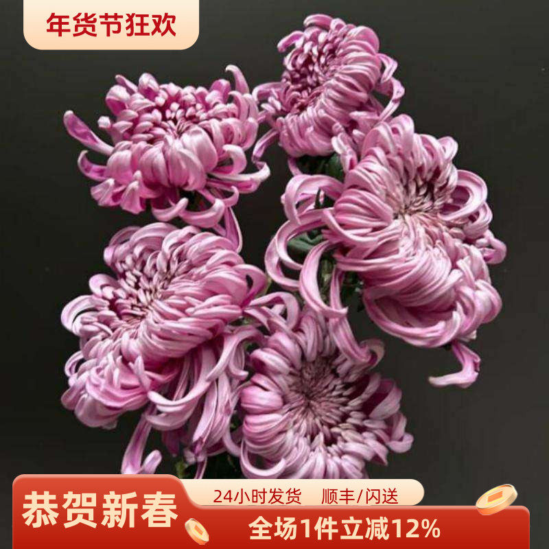 进口大菊超大花朵一扎5枝水瓶插花diy花艺 婚礼鲜花拍摄 同城速递