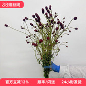 鲜花艺术拍摄 可做干花 北京花卉市场门店直批 桑葚花朵 地榆鲜花