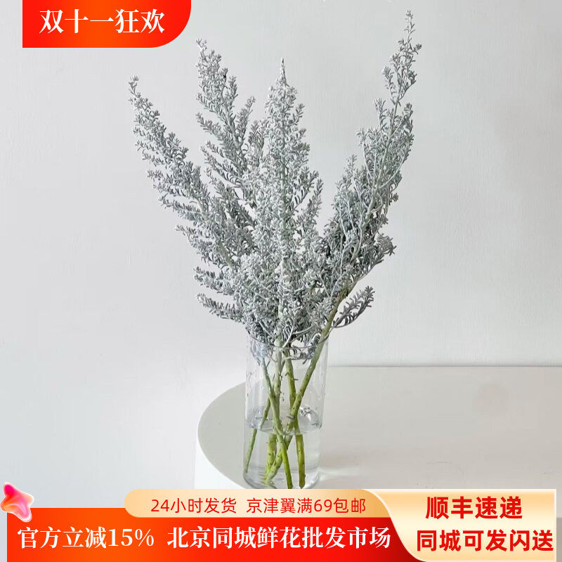 地肤草鲜花搭配花材一扎5枝