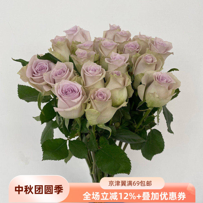 藕荷色玫瑰花海洋之谜家用鲜花
