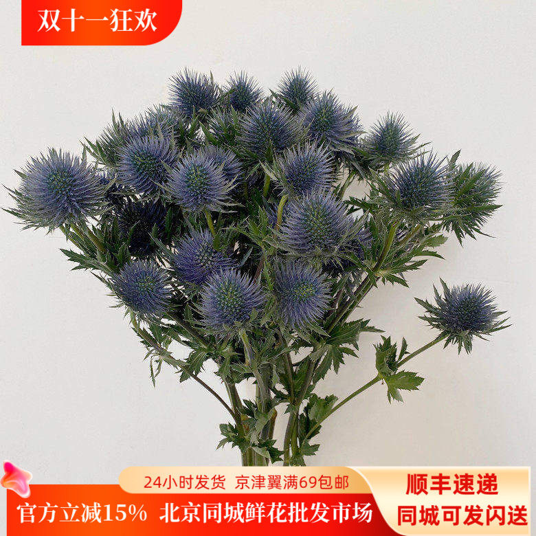 10枝蓝刺芹婚礼布景家庭插花闪送