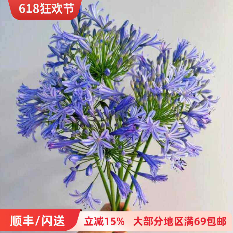 紫色百子莲鲜花 清新DIY花艺插花 一扎10枝 花卉市场直批新鲜送达