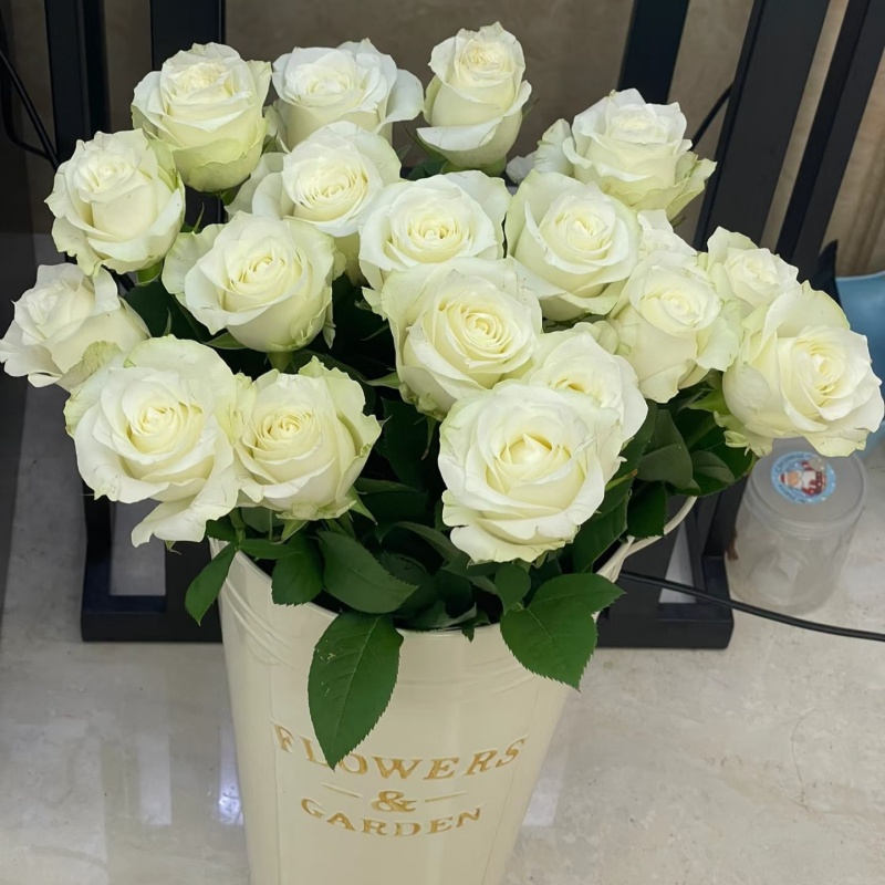 白色骄傲玫瑰  洁白大花朵 淡香居家花瓶插花 新娘手捧花鲜花速递