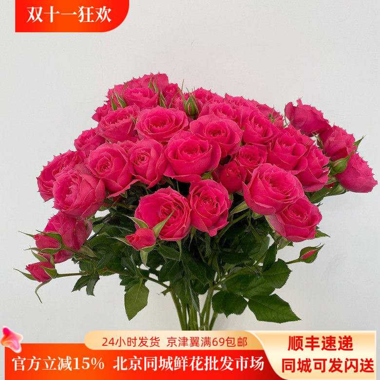 桃红重瓣多头蔷薇小玫瑰鲜切花