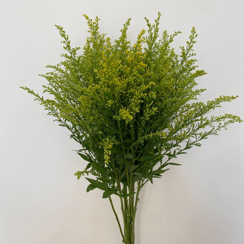 新鲜绿草配叶黄莺草花束点缀米兰草鲜花配花 一抹清新水插花速递
