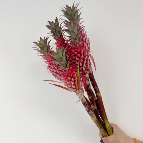 进口粉色菠萝花鲜切花北京速递