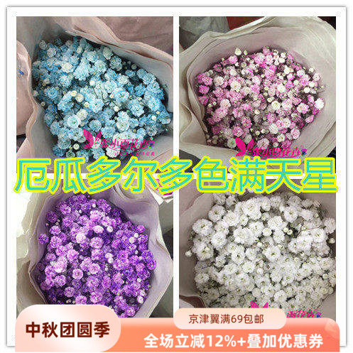 厄瓜多尔满天星干花北京速递