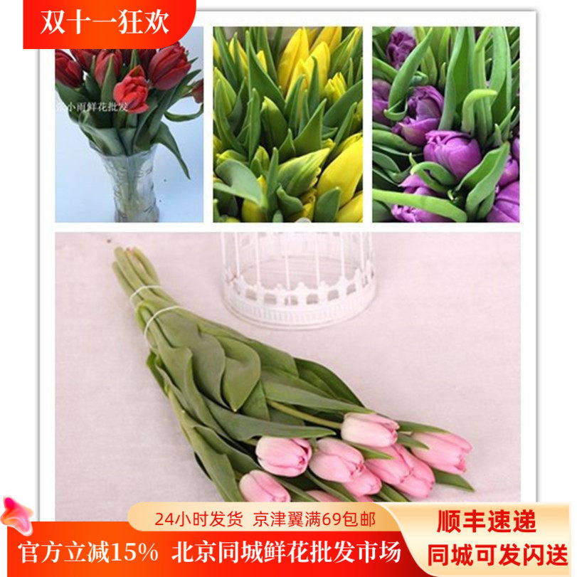 荷兰郁金香鲜花A级多色重瓣直批