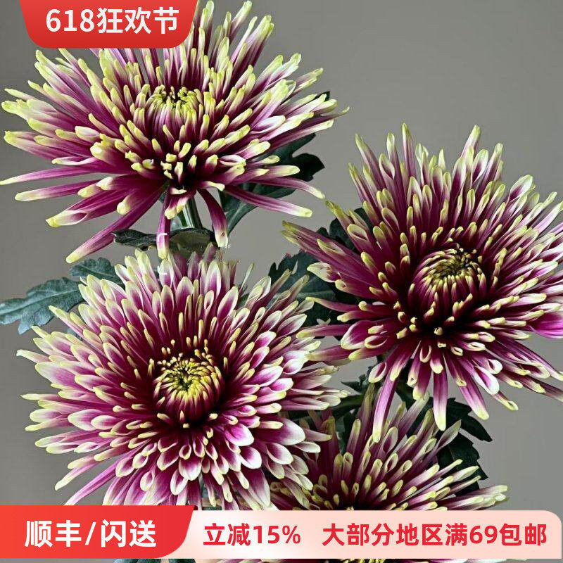 新鲜烟花菊 克瑞斯 一扎10枝大朵花期长 婚礼酒店插花 北京鲜切花