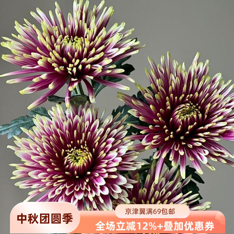 新鲜烟花菊一扎10枝大朵花期长