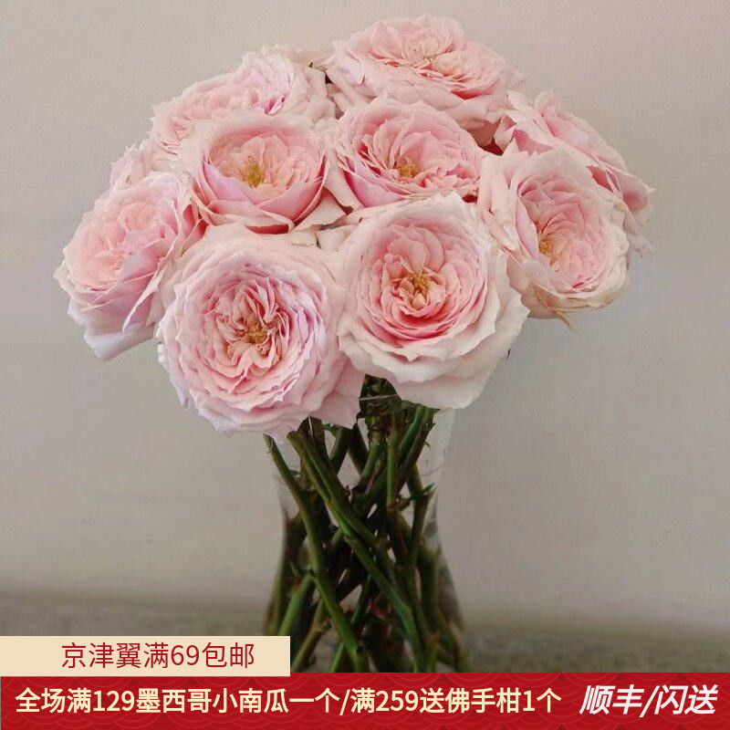 奥斯汀玫瑰鲜切花同城速递
