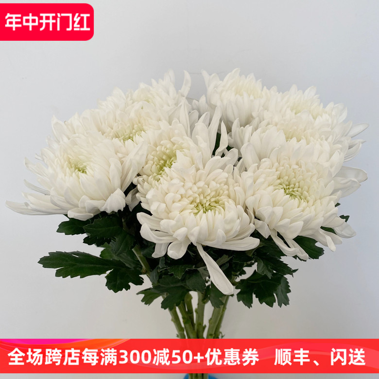 白菊花黄菊花清明节黄白菊花鲜花新鲜大花朵一扎10枝北京同城速递