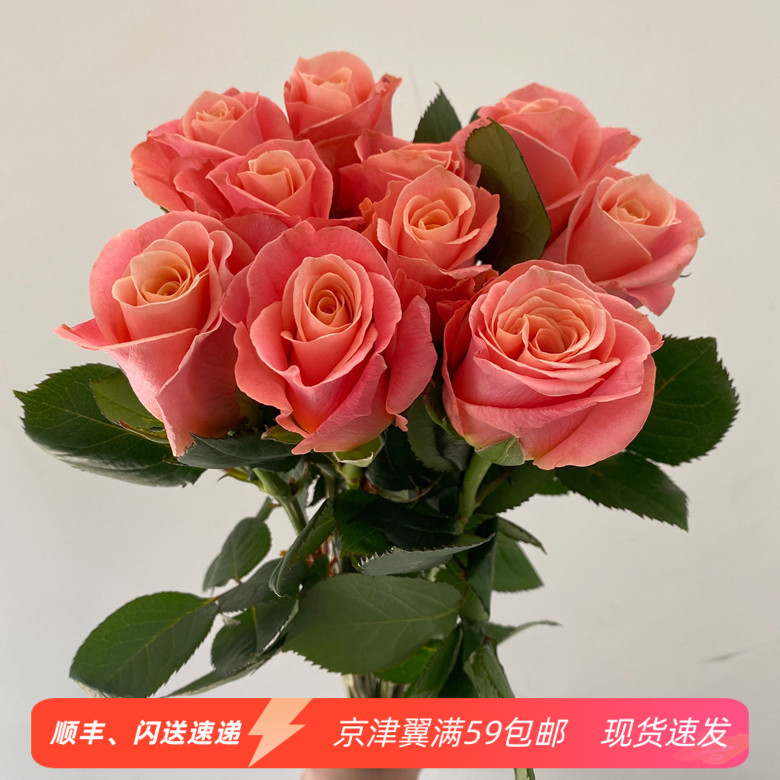 猪猪小姐玫瑰鲜切花情人节求婚迷你可爱型 家用鲜花DIY花艺 速递
