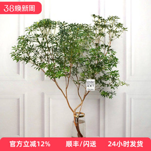 进口马醉木吊钟水培植物办公室小森林家庭观赏木本鲜切枝北京直批