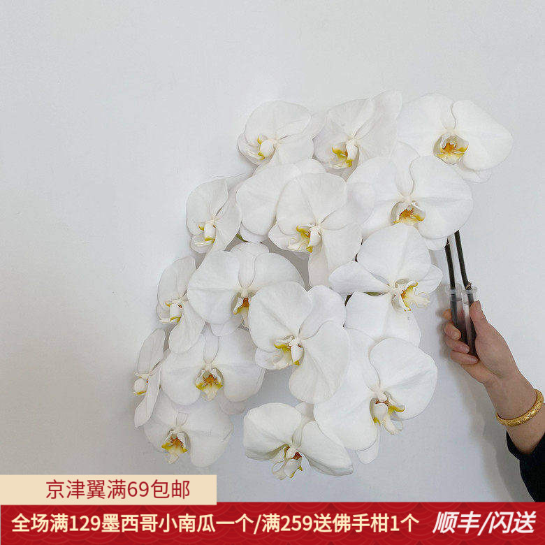特A蝴蝶兰大朵鲜花优质出口品质