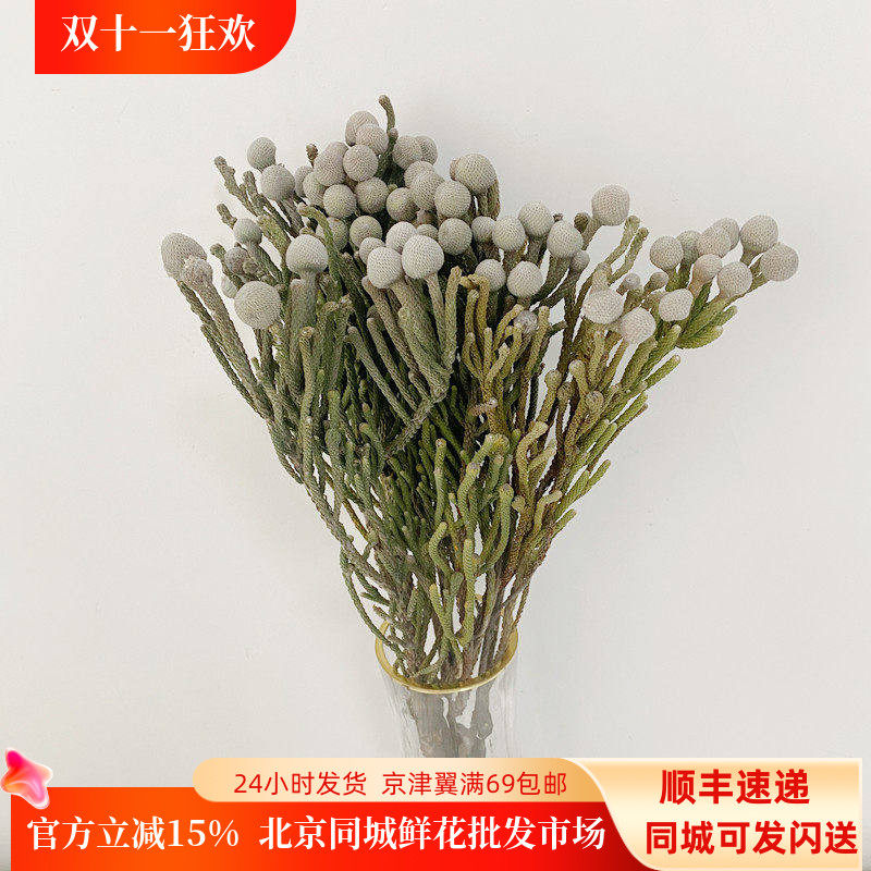 10枝珊瑚果手捧花配花干花花期长