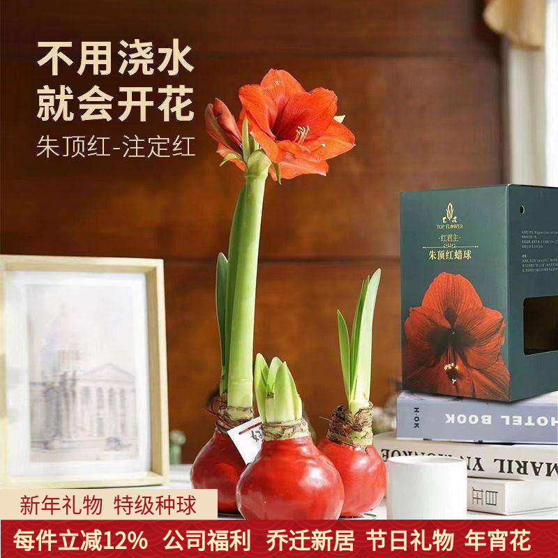 石蜡朱顶红 特级种球 不浇水开花花期超长礼盒送礼生意红火人气旺,鲜花速递/花卉仿真/绿植园艺,鲜花速递(同城),淘宝优惠券,粉丝福利购,淘宝优惠卷