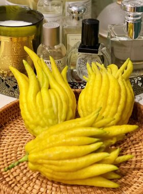 佛手柑鲜切室内摆件自然香薰观赏植物清供礼佛鲜果贡品北京速递