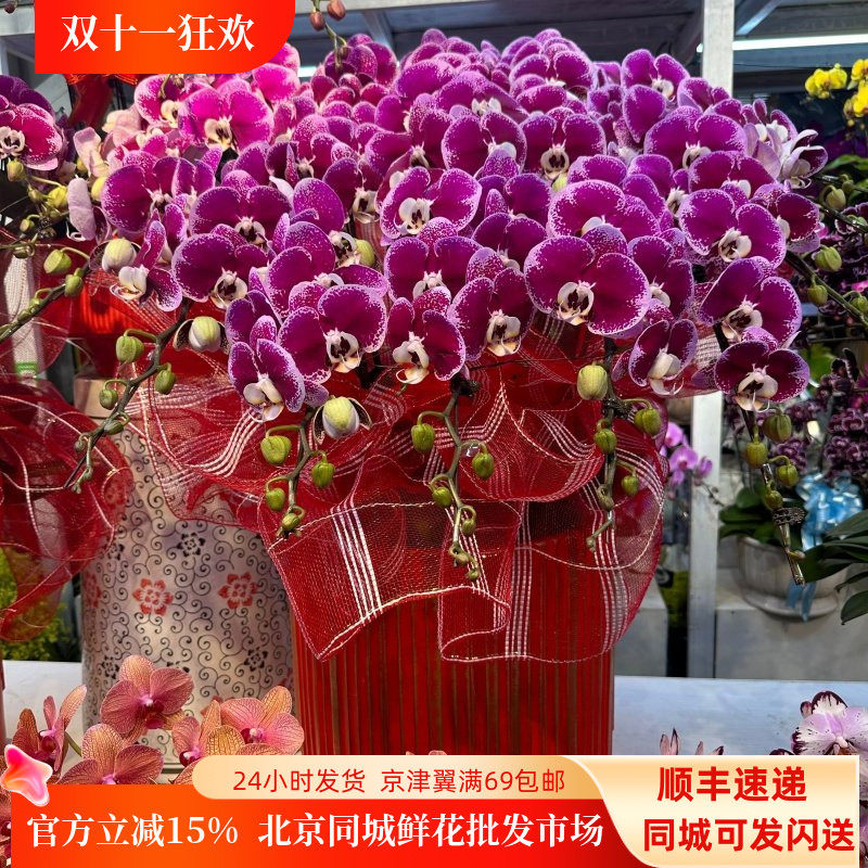 蝴蝶兰盆景绿植盆栽春节送礼盆栽