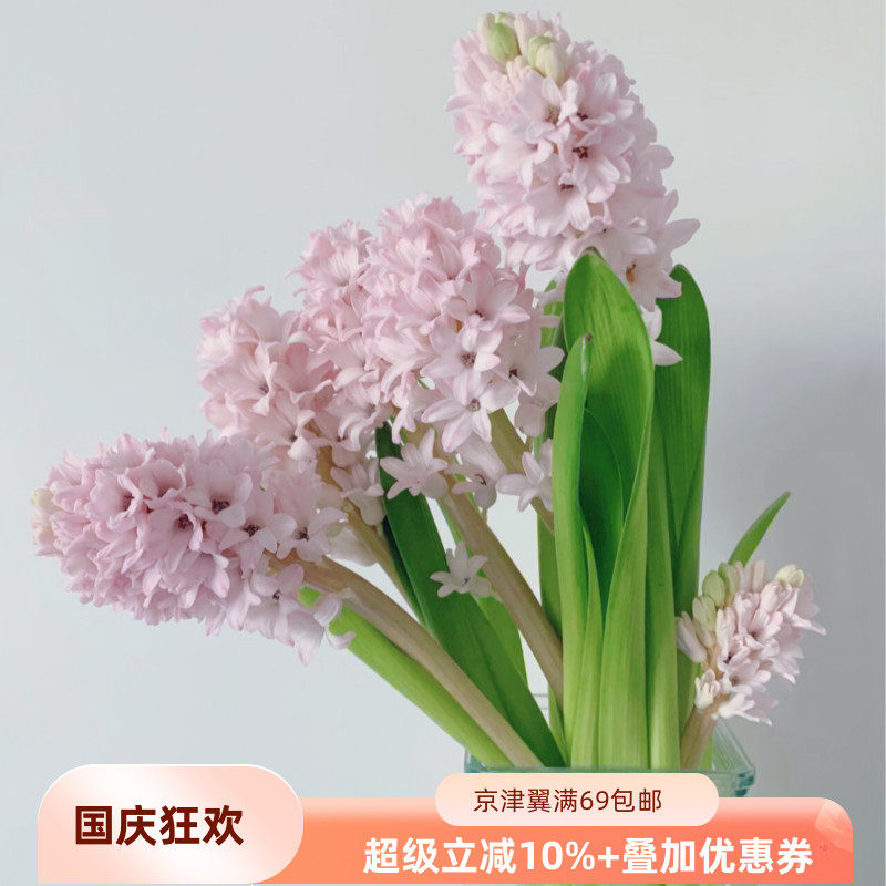 荷兰风信子粉花含苞待放婚礼手捧