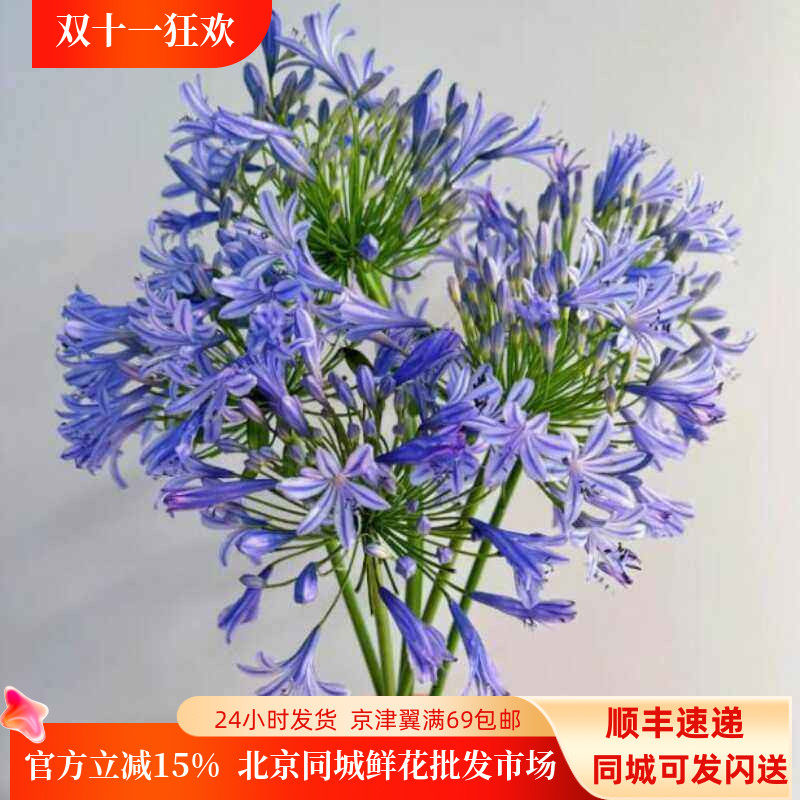 10朵百子莲居家水瓶养花鲜切花