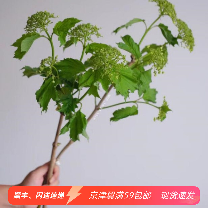 清新风 天目琼花绿叶木本植物 室内水养花 婚礼插花配花 鲜花速递