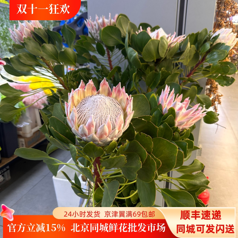 超级粉帝王花1.2米高婚礼用