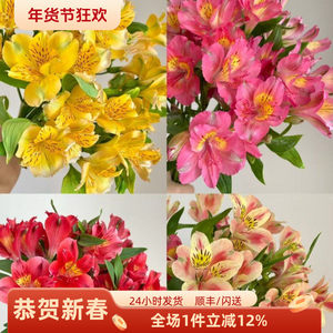 进口鲜花粉色六出花水仙百合年宵花 赏心悦目 家庭DIY花艺插花