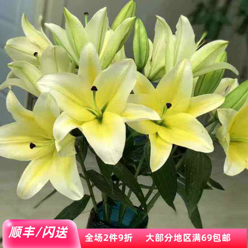 10朵黄天霸百合家用闪送鲜切花