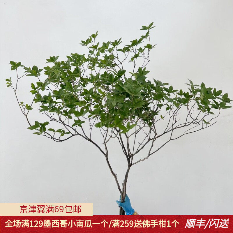 杜鹃枝木本切枝夏日小森林顺丰