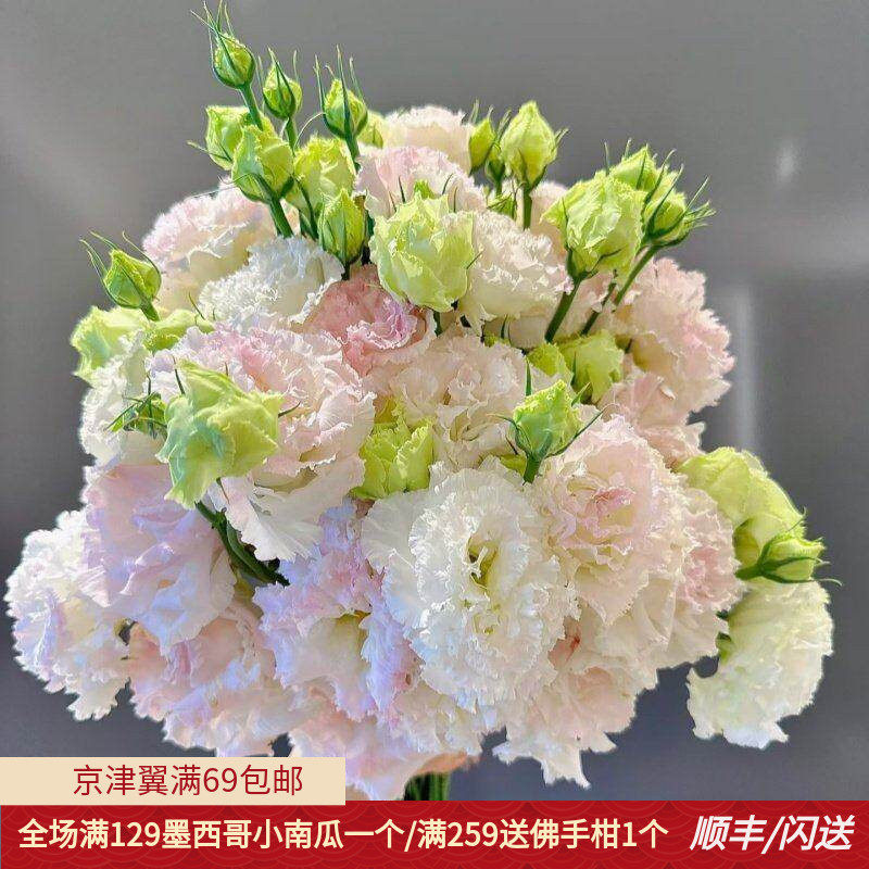 冰激凌洋桔梗卷边龙胆鲜花闪送